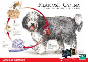 Filariosis